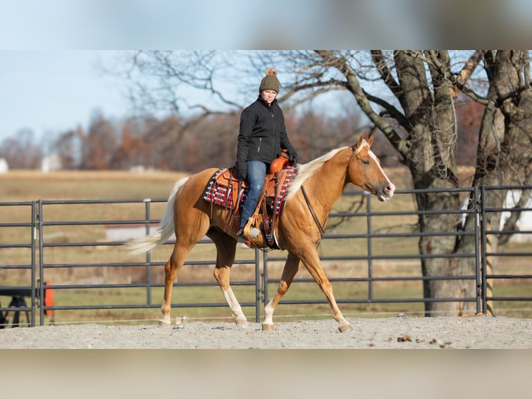 American Quarter Horse Castrone 7 Anni 155 cm Palomino in Fredericksburg, OH