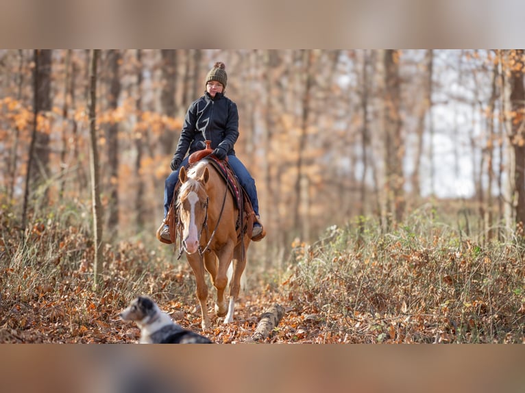 American Quarter Horse Castrone 7 Anni 155 cm Palomino in Fredericksburg, OH