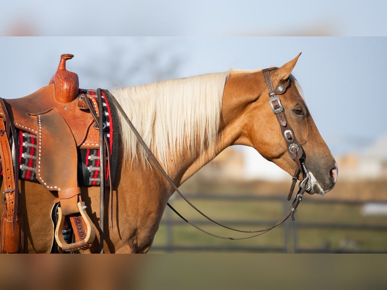 American Quarter Horse Castrone 7 Anni 155 cm Palomino in Fredericksburg, OH