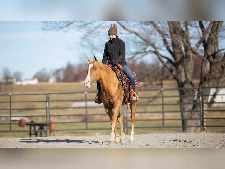 American Quarter Horse Castrone 7 Anni 155 cm Palomino in Fredericksburg, OH