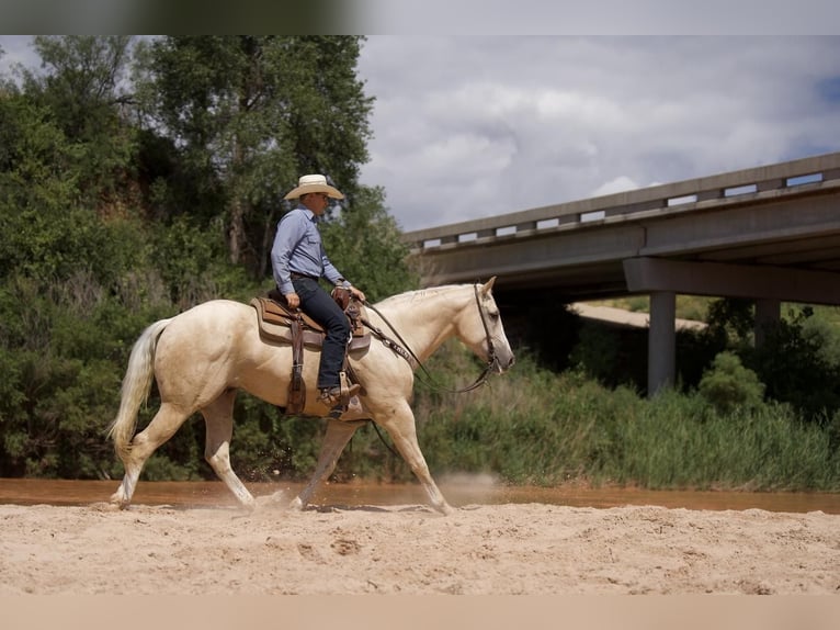 American Quarter Horse Castrone 7 Anni 155 cm Palomino in Canyon