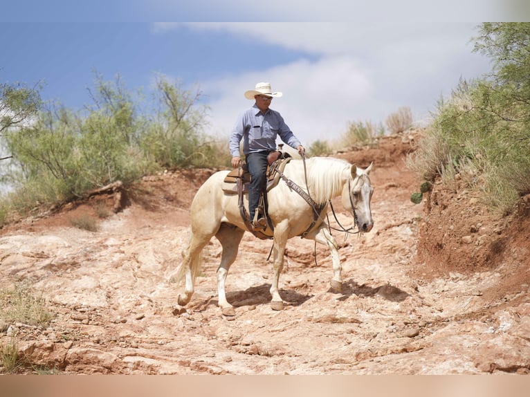 American Quarter Horse Castrone 7 Anni 155 cm Palomino in Waco