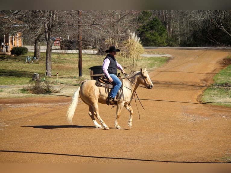 American Quarter Horse Castrone 7 Anni 155 cm Palomino in Rusk TX