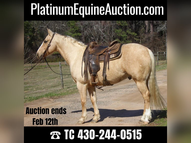 American Quarter Horse Castrone 7 Anni 155 cm Palomino in Rusk TX