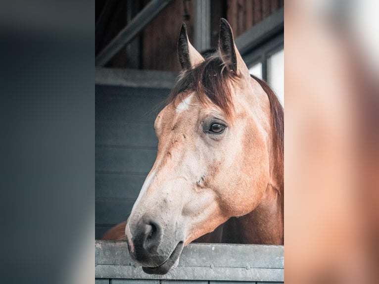 American Quarter Horse Castrone 7 Anni 155 cm Pelle di daino in Simonswald