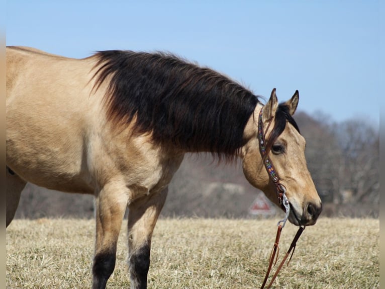 American Quarter Horse Castrone 7 Anni 155 cm Pelle di daino in Mount Vernon Ky