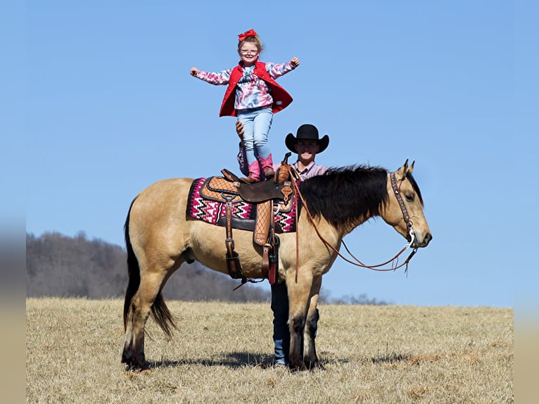 American Quarter Horse Castrone 7 Anni 155 cm Pelle di daino in Mount Vernon Ky