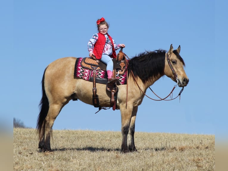 American Quarter Horse Castrone 7 Anni 155 cm Pelle di daino in Mount Vernon Ky