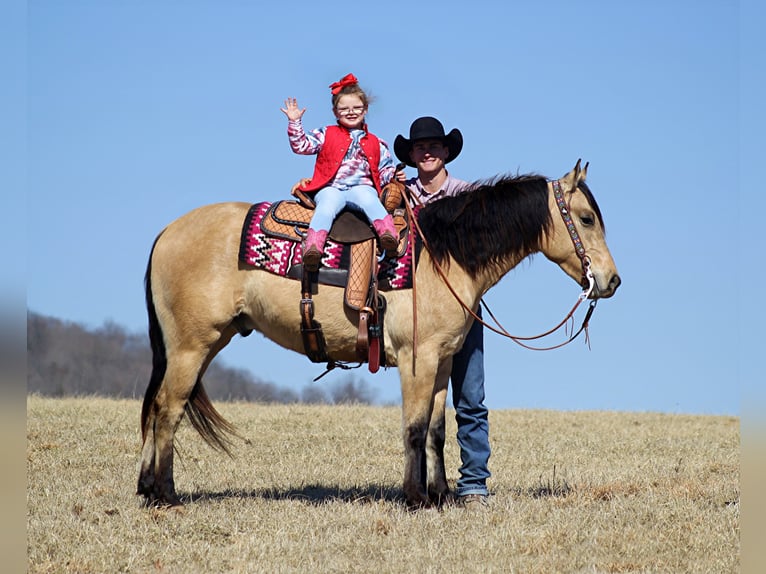 American Quarter Horse Castrone 7 Anni 155 cm Pelle di daino in Mount Vernon Ky