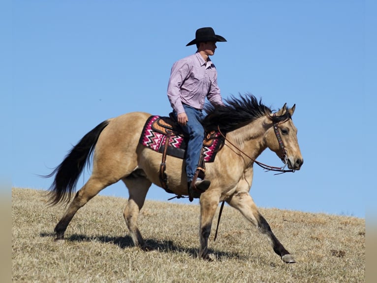 American Quarter Horse Castrone 7 Anni 155 cm Pelle di daino in Mount Vernon Ky