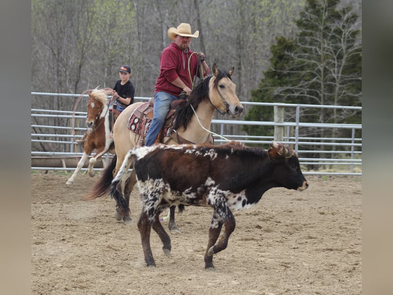 American Quarter Horse Castrone 7 Anni 155 cm Pelle di daino in Mount Vernon Ky