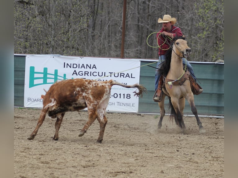 American Quarter Horse Castrone 7 Anni 155 cm Pelle di daino in Mount Vernon Ky