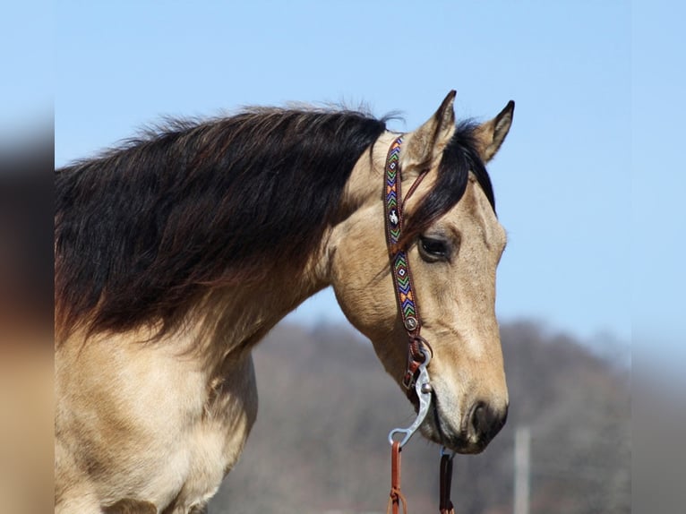 American Quarter Horse Castrone 7 Anni 155 cm Pelle di daino in Mount Vernon Ky