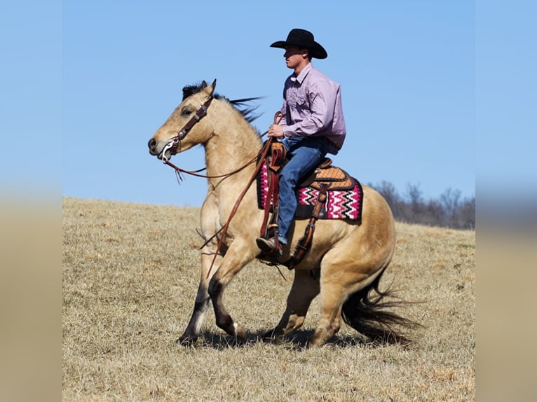 American Quarter Horse Castrone 7 Anni 155 cm Pelle di daino in Mount Vernon Ky