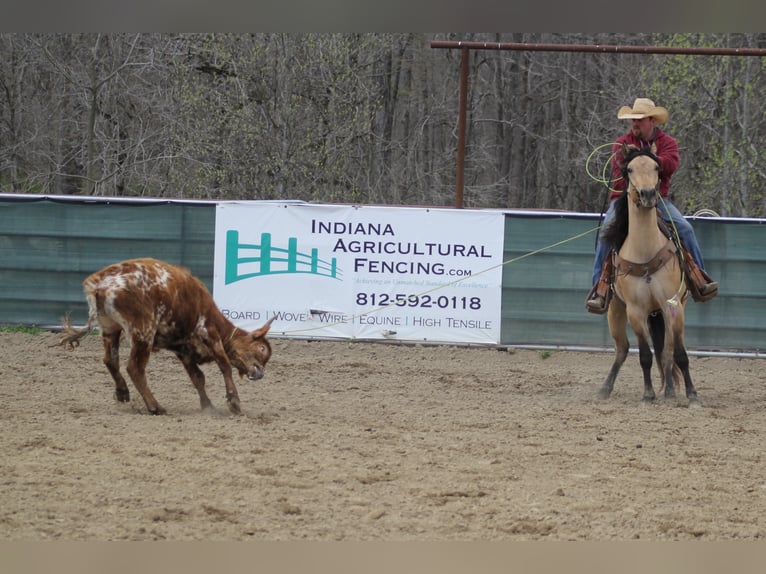 American Quarter Horse Castrone 7 Anni 155 cm Pelle di daino in Mount Vernon Ky