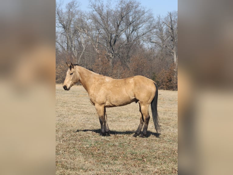 American Quarter Horse Castrone 7 Anni 155 cm Pelle di daino in Brownstown, IL