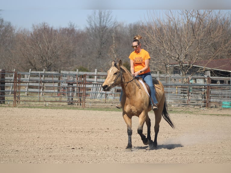 American Quarter Horse Castrone 7 Anni 155 cm Pelle di daino in Brownstown, IL