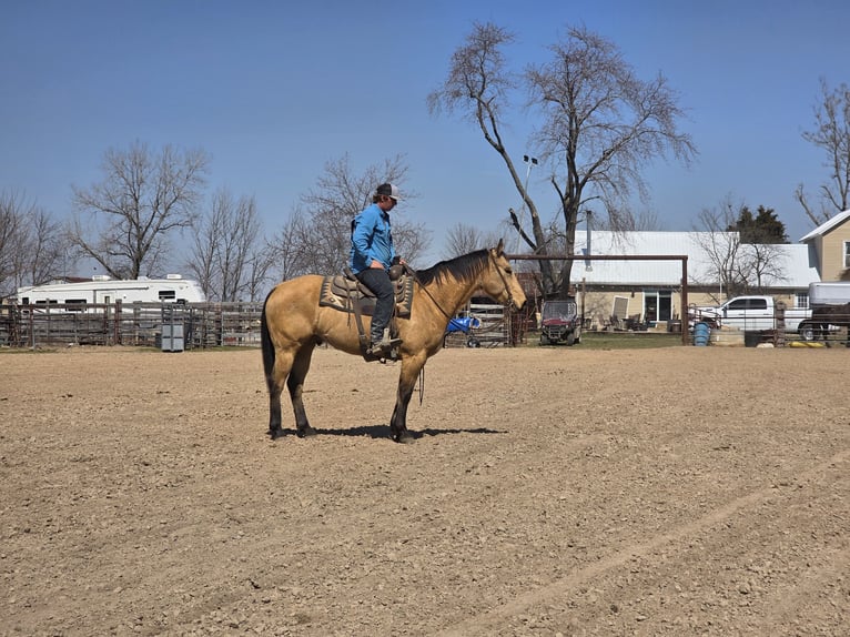 American Quarter Horse Castrone 7 Anni 155 cm Pelle di daino in Brownstown, IL