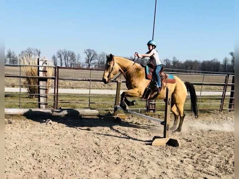 American Quarter Horse Castrone 7 Anni 155 cm Pelle di daino in Brownstown, IL