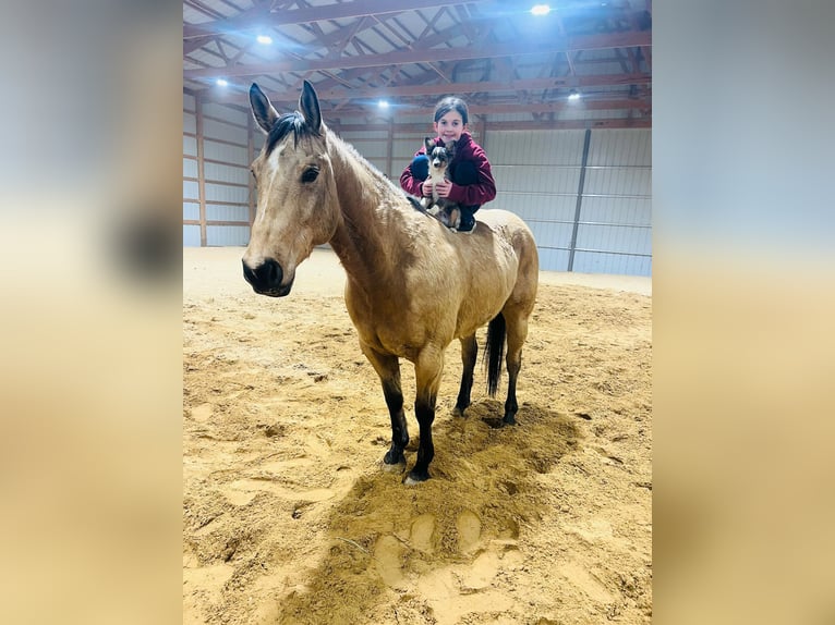 American Quarter Horse Castrone 7 Anni 155 cm Pelle di daino in Brownstown, IL