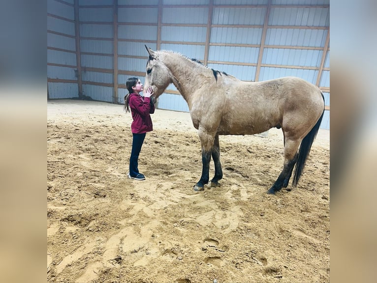 American Quarter Horse Castrone 7 Anni 155 cm Pelle di daino in Brownstown, IL