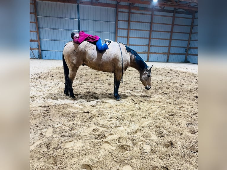 American Quarter Horse Castrone 7 Anni 155 cm Pelle di daino in Brownstown, IL