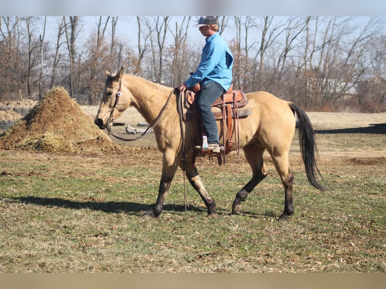 American Quarter Horse Castrone 7 Anni 155 cm Pelle di daino in Brownstown, IL