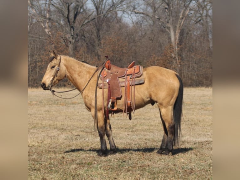 American Quarter Horse Castrone 7 Anni 155 cm Pelle di daino in Brownstown, IL