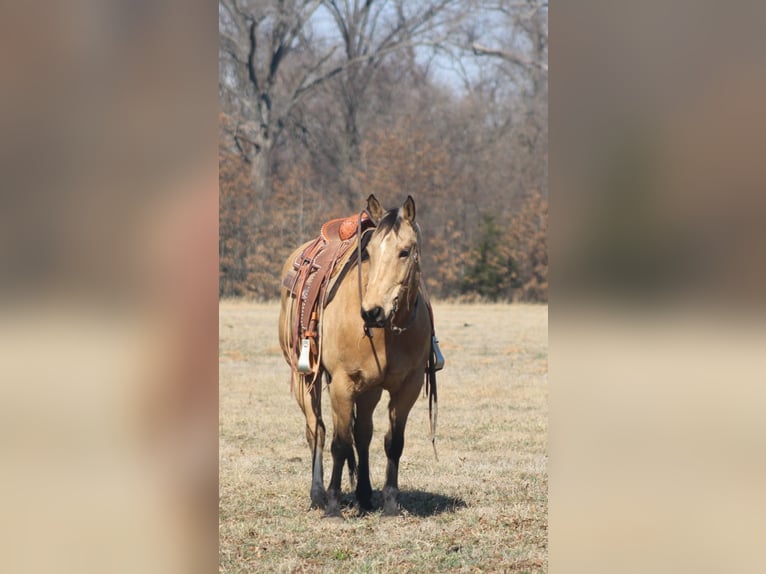 American Quarter Horse Castrone 7 Anni 155 cm Pelle di daino in Brownstown, IL