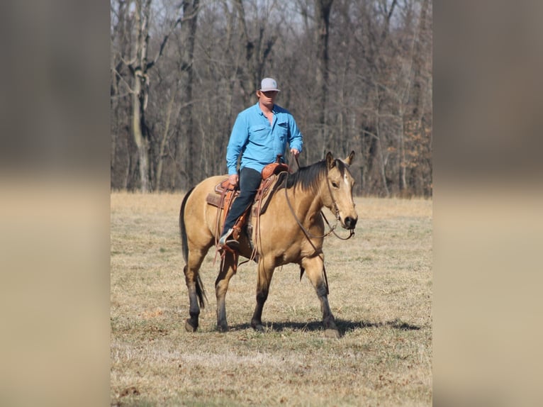 American Quarter Horse Castrone 7 Anni 155 cm Pelle di daino in Brownstown, IL