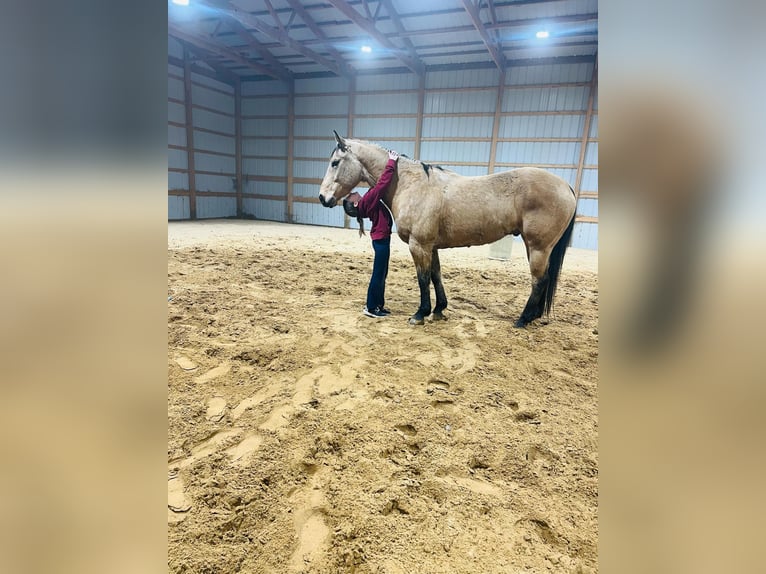 American Quarter Horse Castrone 7 Anni 155 cm Pelle di daino in Brownstown, IL