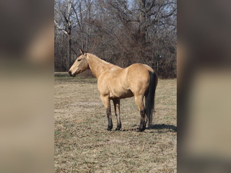 American Quarter Horse Castrone 7 Anni 155 cm Pelle di daino in Brownstown, IL