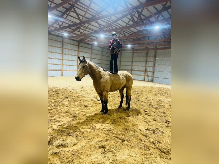 American Quarter Horse Castrone 7 Anni 155 cm Pelle di daino in Brownstown, IL