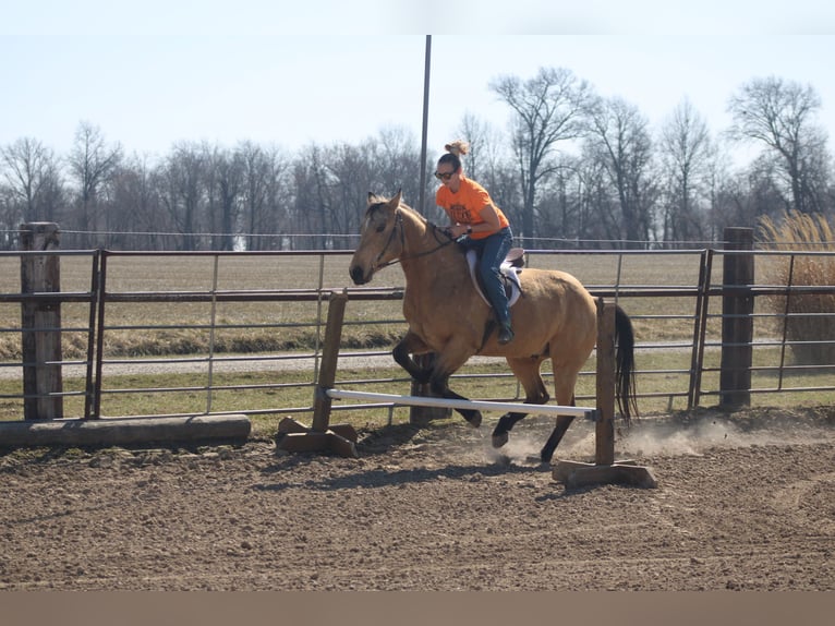 American Quarter Horse Castrone 7 Anni 155 cm Pelle di daino in Brownstown, IL