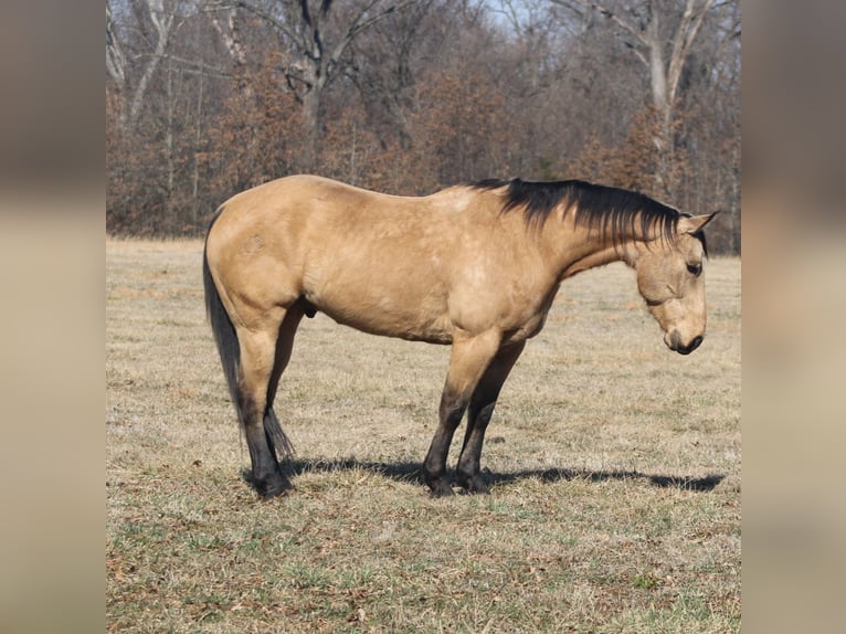 American Quarter Horse Castrone 7 Anni 155 cm Pelle di daino in Brownstown, IL