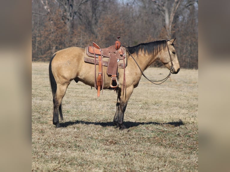 American Quarter Horse Castrone 7 Anni 155 cm Pelle di daino in Brownstown, IL