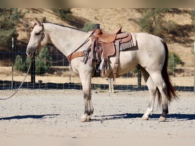 American Quarter Horse Castrone 7 Anni 155 cm Pelle di daino in Paicines CA