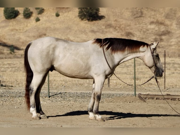 American Quarter Horse Castrone 7 Anni 155 cm Pelle di daino in Paicines CA