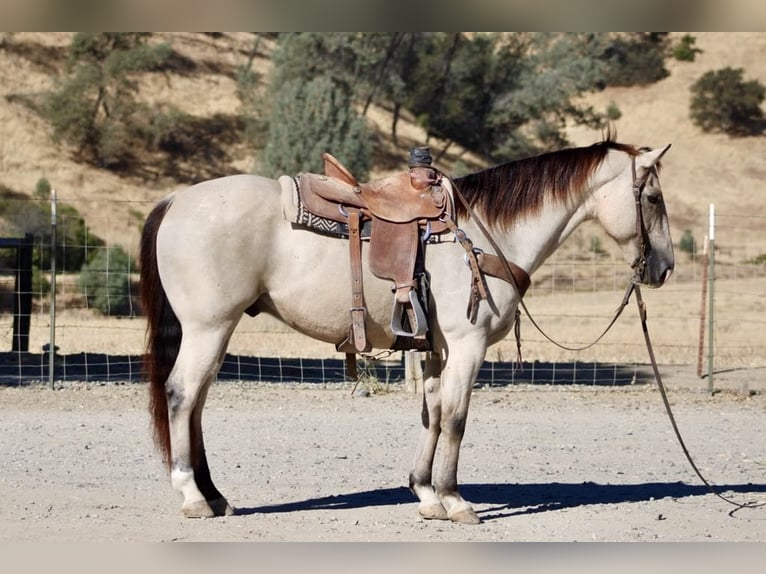 American Quarter Horse Castrone 7 Anni 155 cm Pelle di daino in Paicines CA