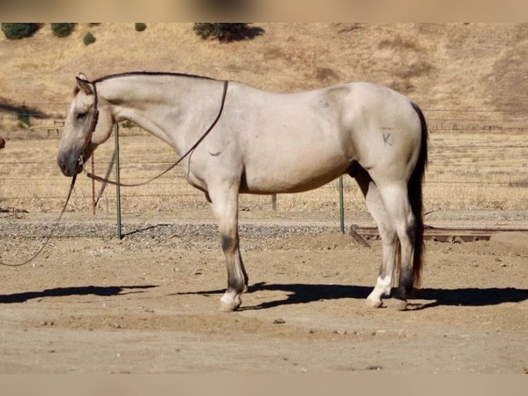 American Quarter Horse Castrone 7 Anni 155 cm Pelle di daino in Paicines CA