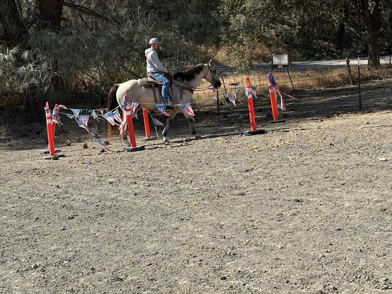 American Quarter Horse Castrone 7 Anni 155 cm Pelle di daino in Paicines CA