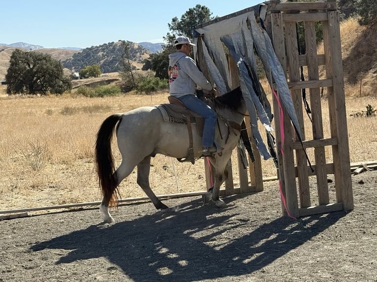 American Quarter Horse Castrone 7 Anni 155 cm Pelle di daino in Paicines CA