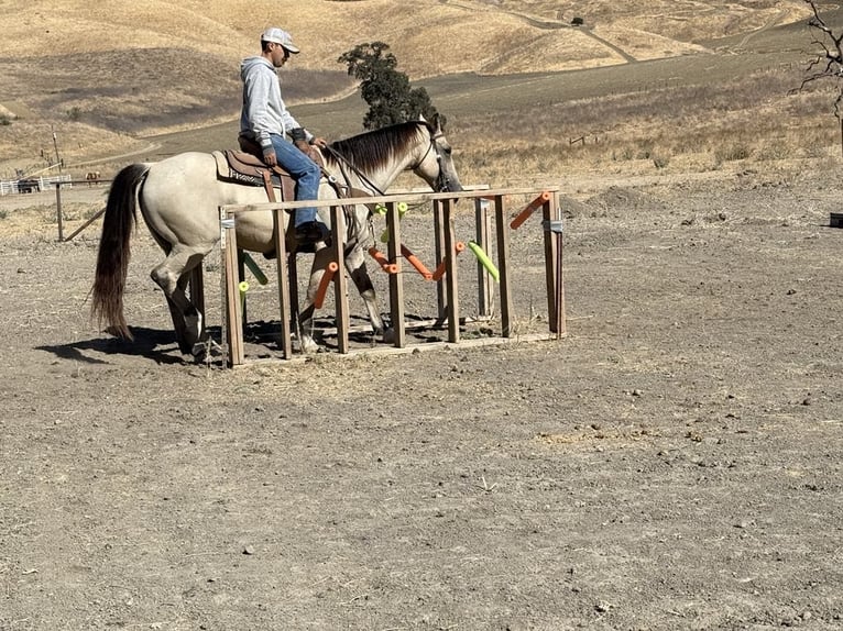 American Quarter Horse Castrone 7 Anni 155 cm Pelle di daino in Paicines CA