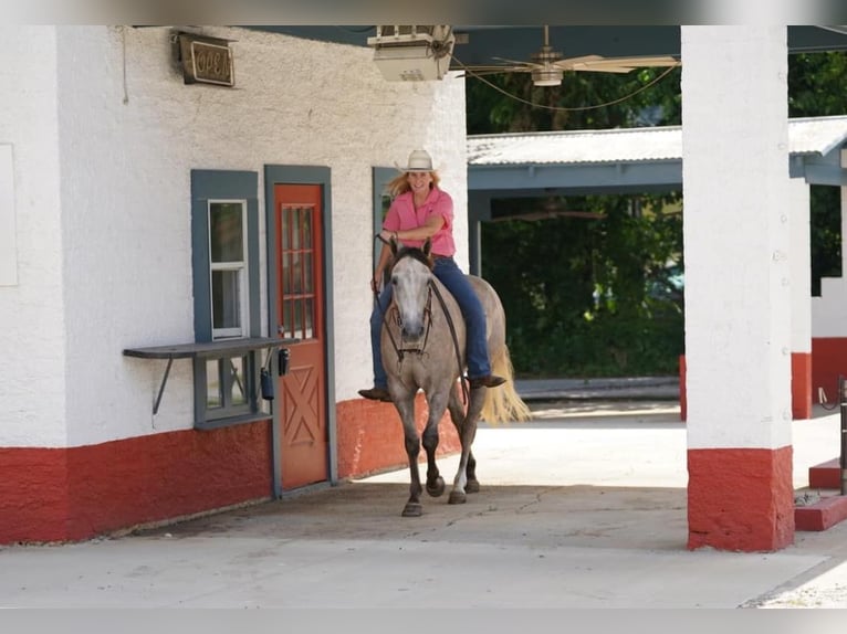 American Quarter Horse Castrone 7 Anni 155 cm Pelle di daino in Post Oak Bend City Tx