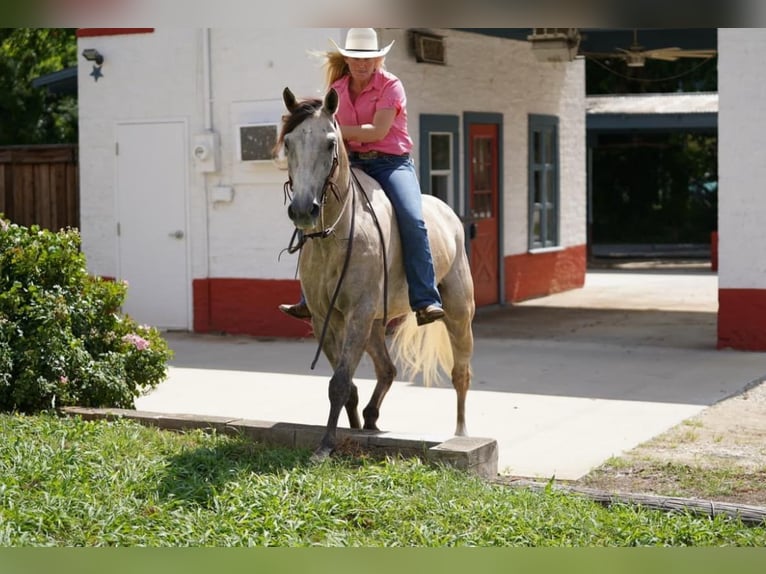 American Quarter Horse Castrone 7 Anni 155 cm Pelle di daino in Post Oak Bend City Tx