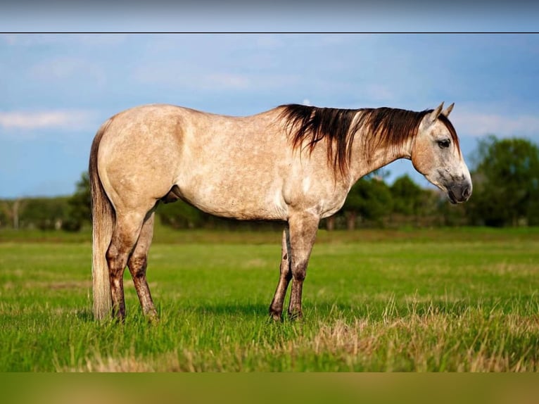 American Quarter Horse Castrone 7 Anni 155 cm Pelle di daino in Post Oak Bend City Tx