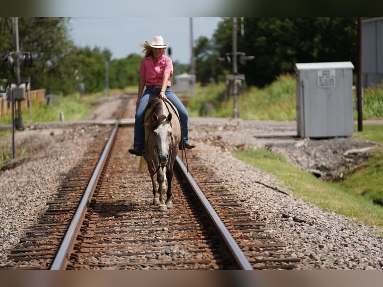 American Quarter Horse Castrone 7 Anni 155 cm Pelle di daino in Post Oak Bend City Tx