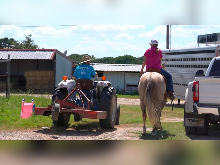 American Quarter Horse Castrone 7 Anni 155 cm Pelle di daino in Post Oak Bend City Tx