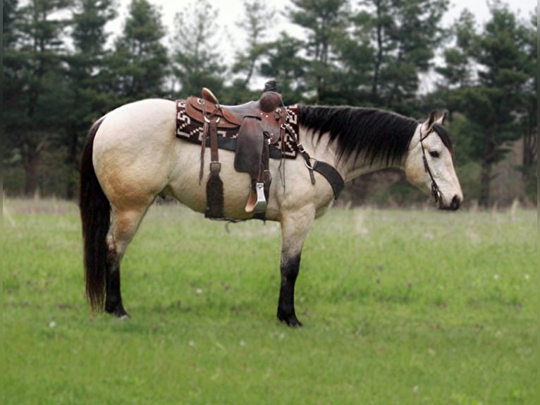 American Quarter Horse Castrone 7 Anni 155 cm Pelle di daino in Shipshewana IN