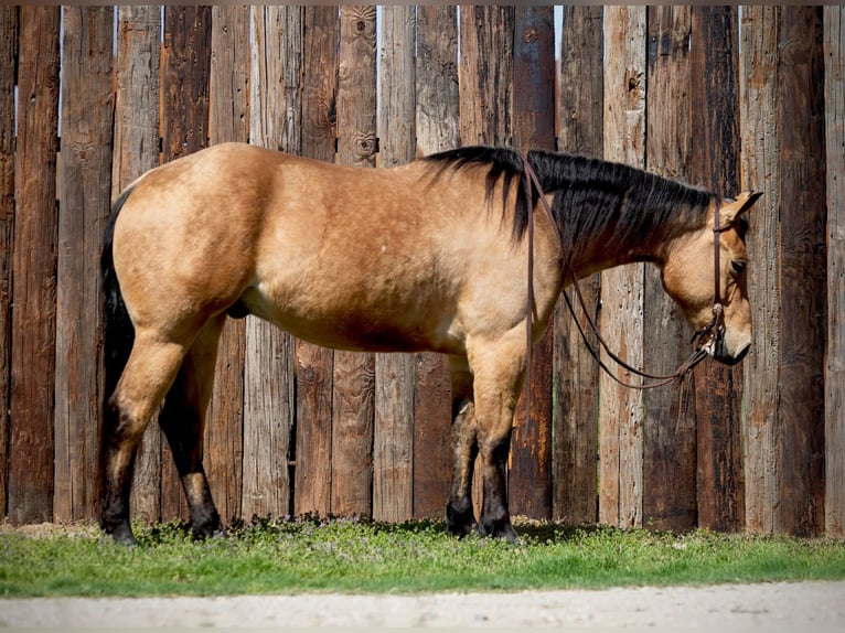 American Quarter Horse Castrone 7 Anni 155 cm Pelle di daino in Weatherford TX